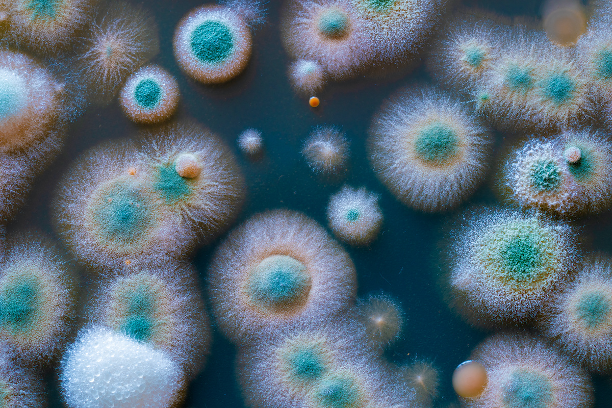 mold remediation colorado